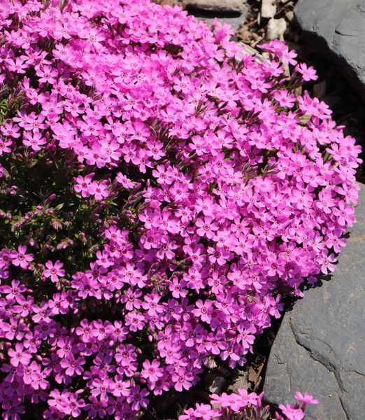 Phlox subulata 'Zwergenteppich'